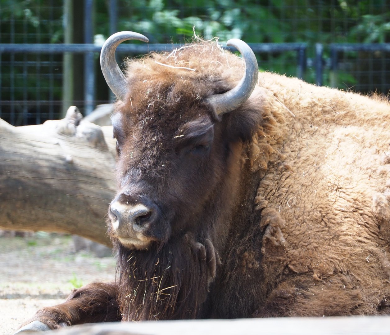 Wisent (Bison bonasus), 2020-05-23