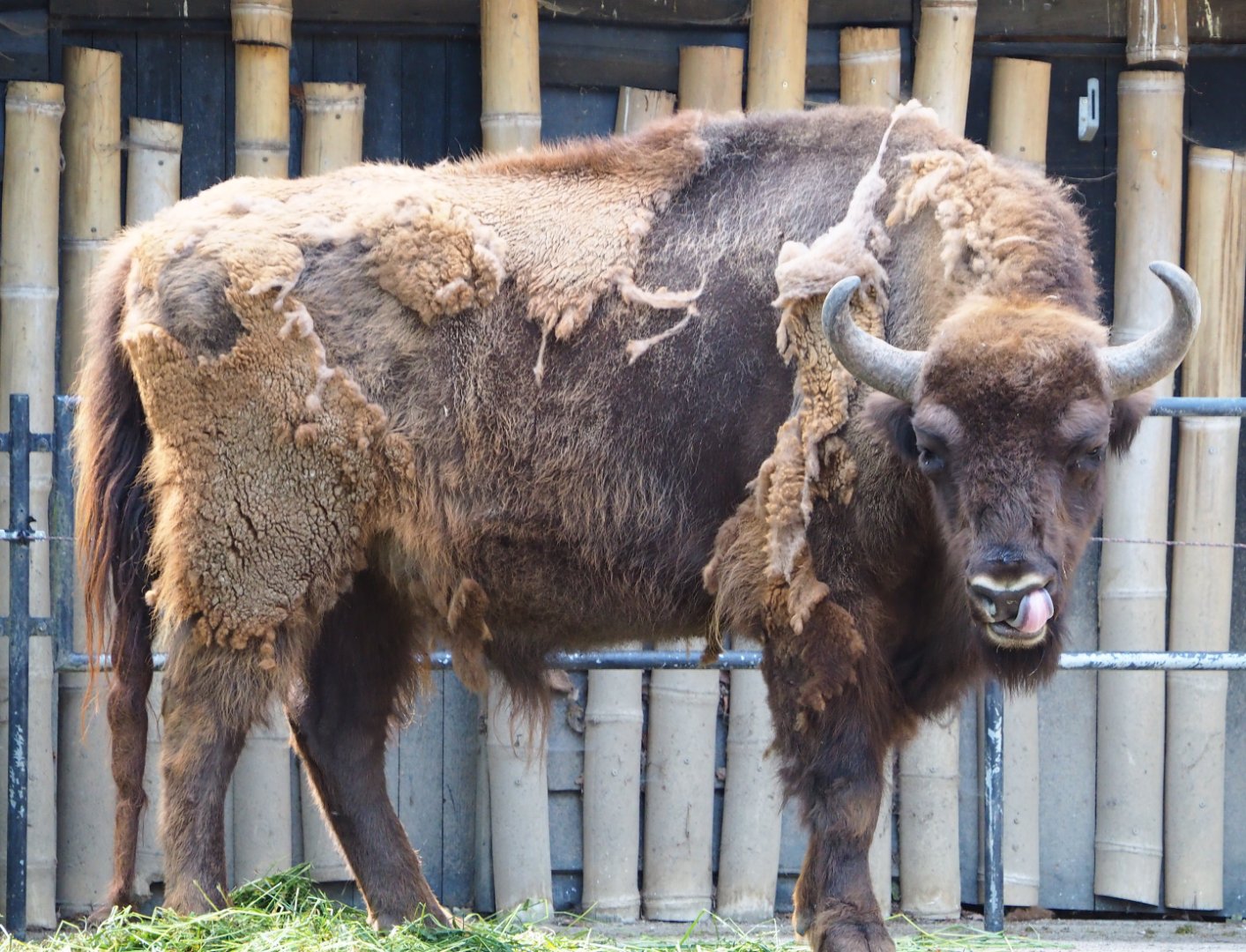 Wisent (Bison bonasus), 2020-06-12