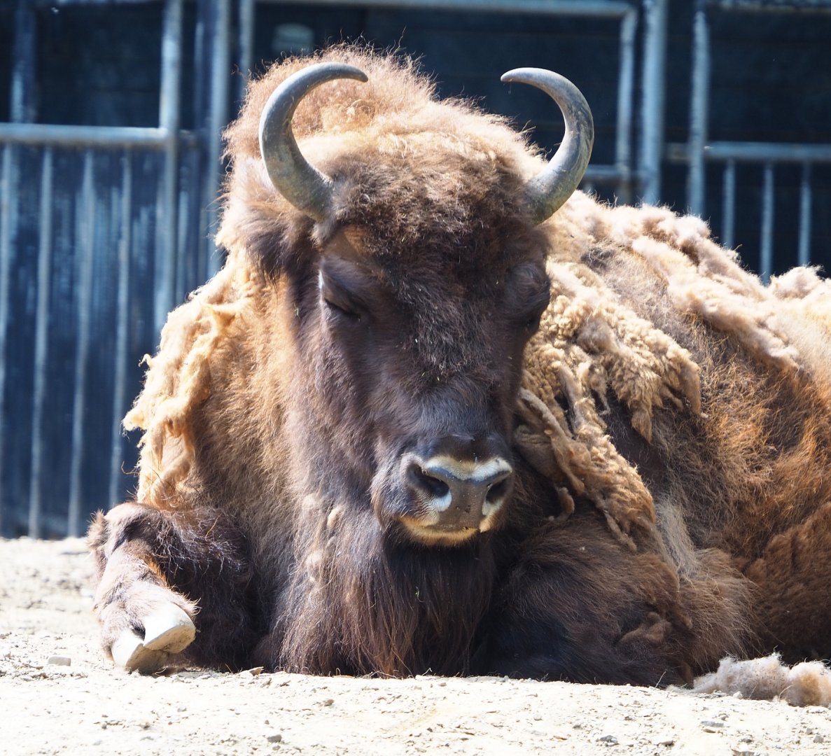 Wisent (Bison bonasus), 2020-06-12