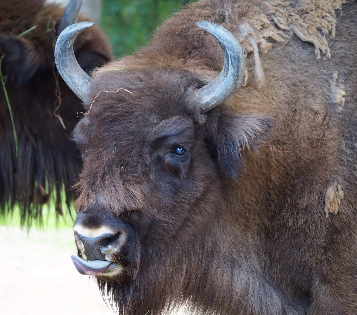 Wisent (Bison bonasus), 2020-07-21