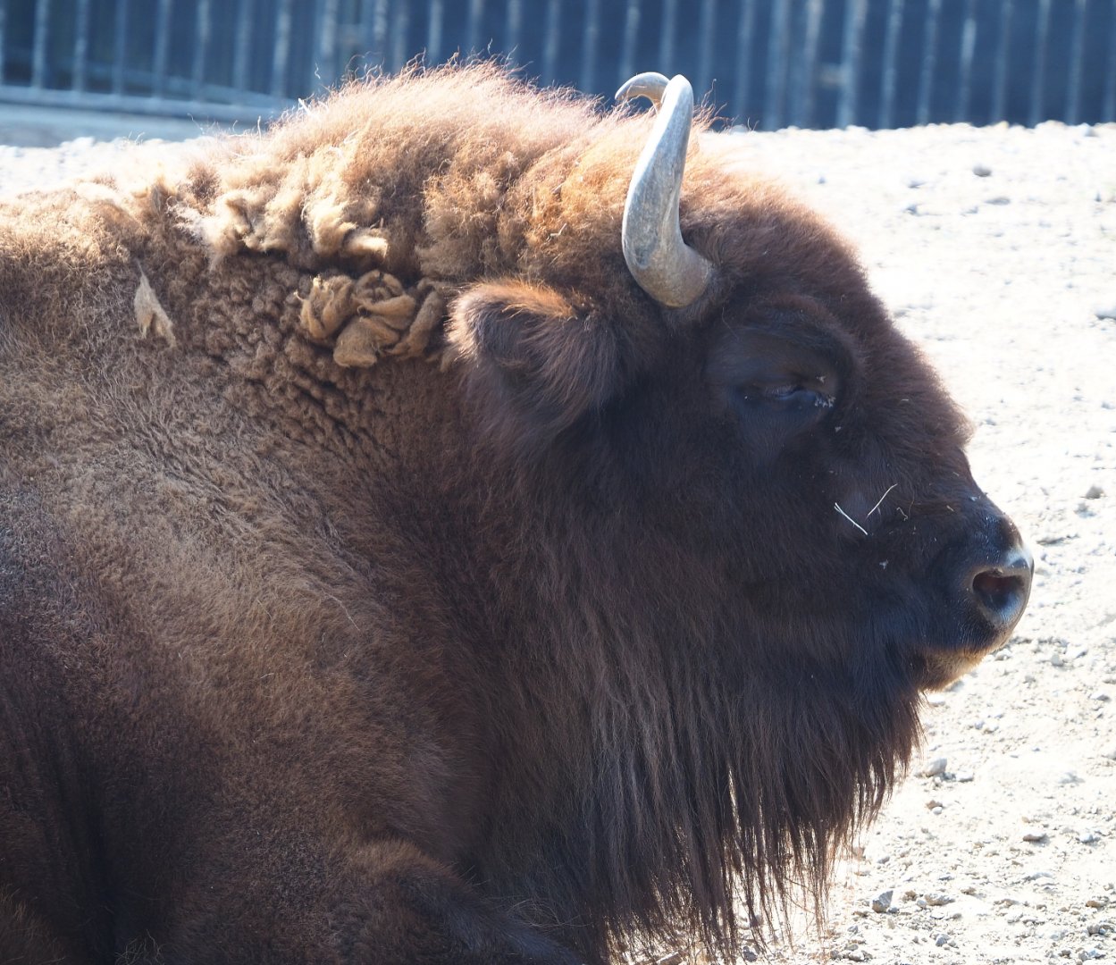 Wisent (Bison bonasus), 2020-09-16