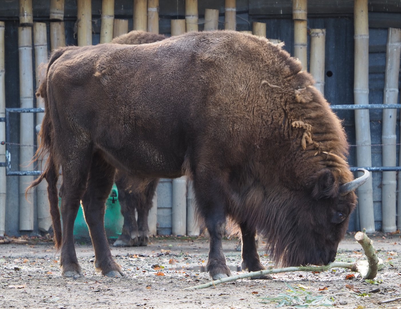 Wisent (Bison bonasus), 2020-10-10