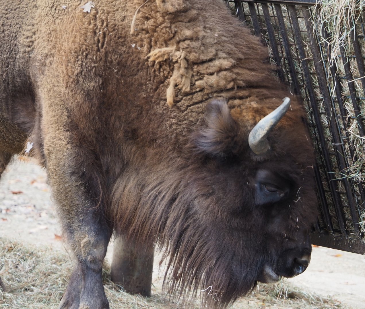 Wisent (Bison bonasus), 2020-10-19
