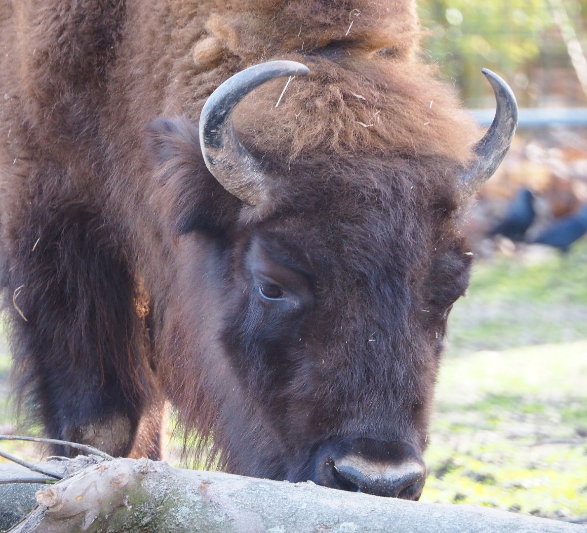 Wisent (Bison bonasus), 2021-02-23