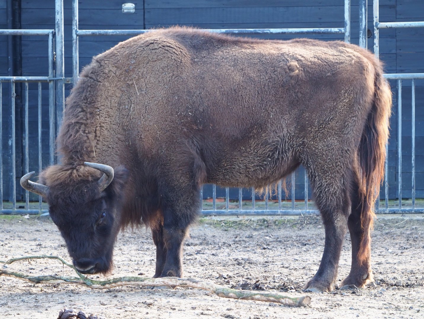 Wisent (Bison bonasus), 2021-02-23