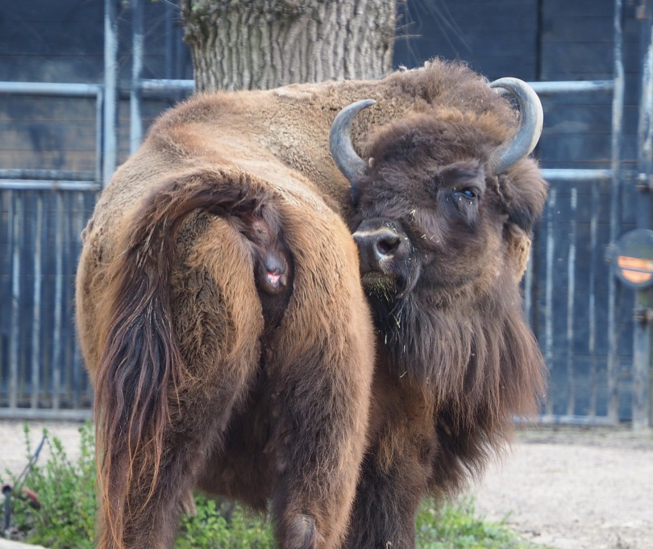Wisent (Bison bonasus), 2021-04-20