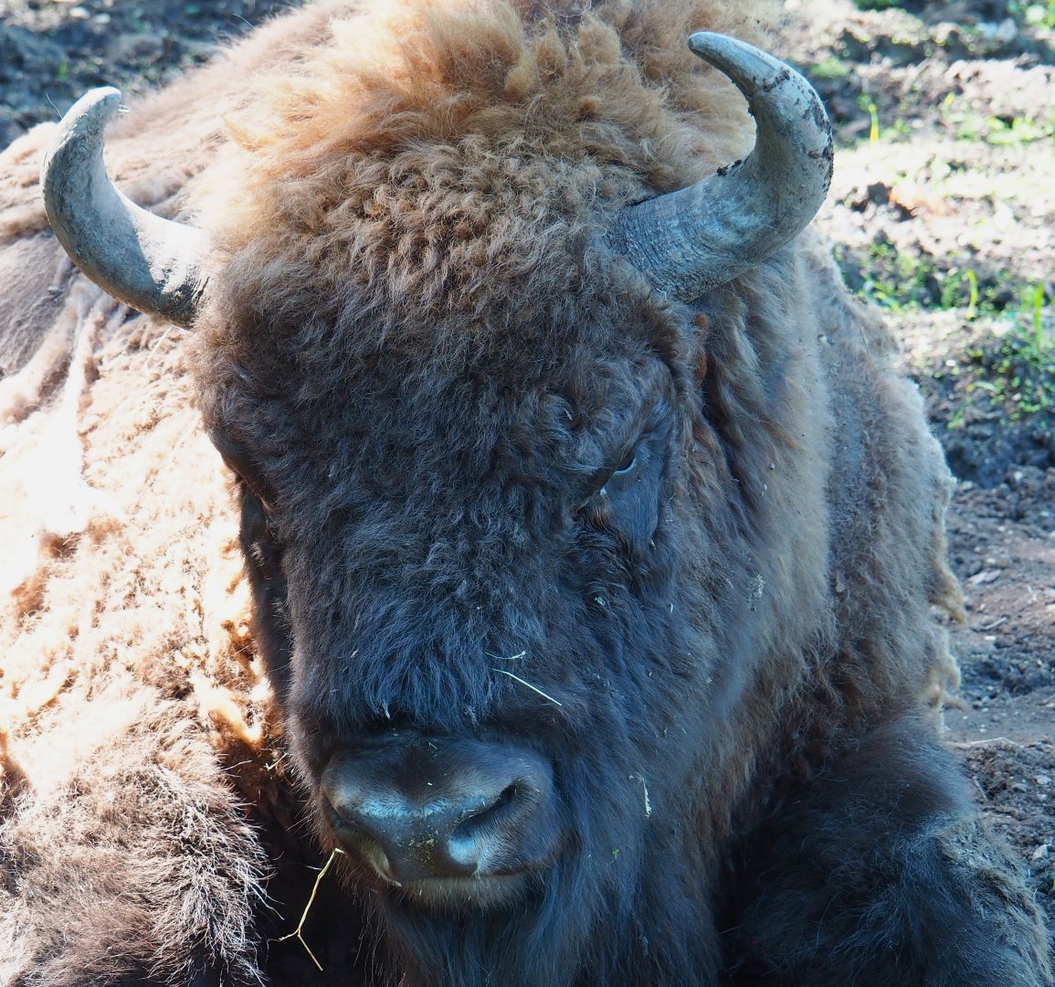Wisent (Bison bonasus), 2021-05-29
