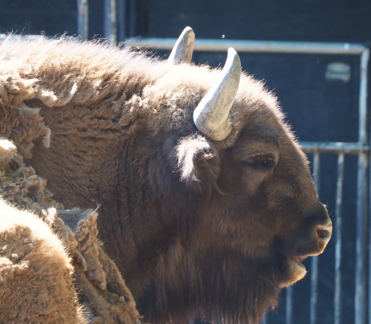 Wisent (Bison bonasus), 2021-06-01