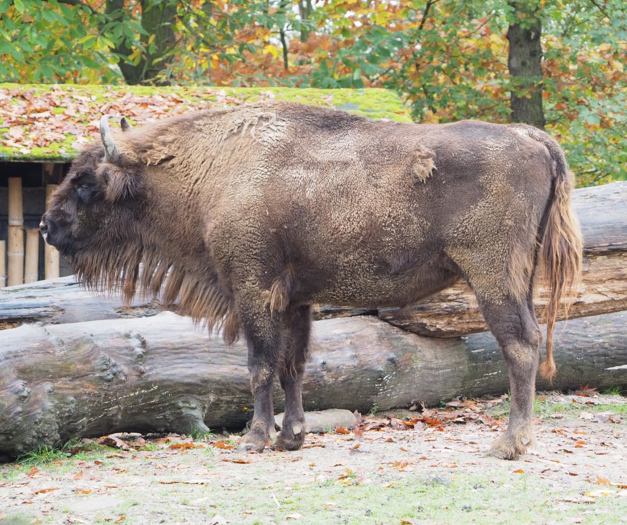 Wisent (Bison bonasus), 2021-11-06