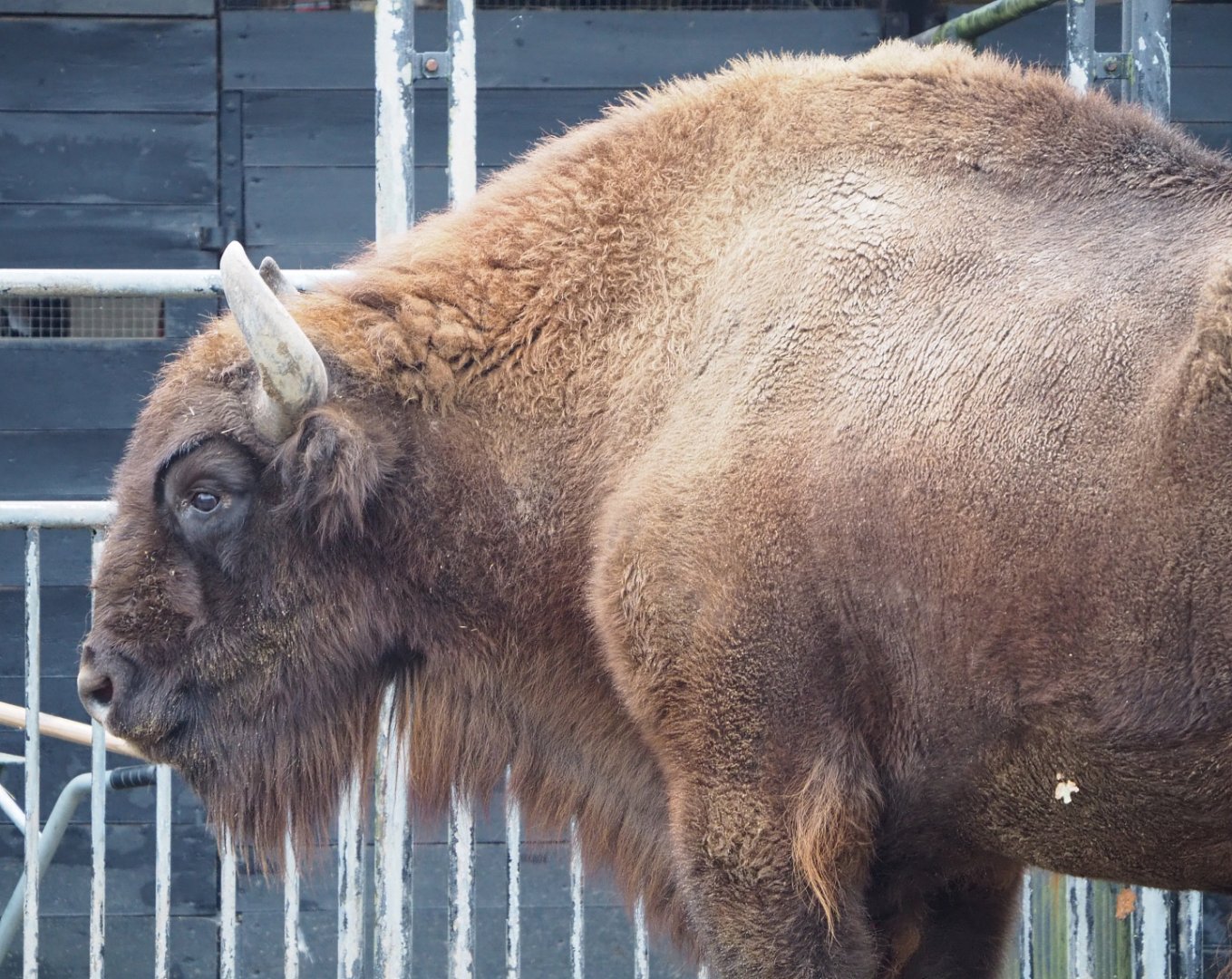 Wisent (Bison bonasus), 2021-11-06