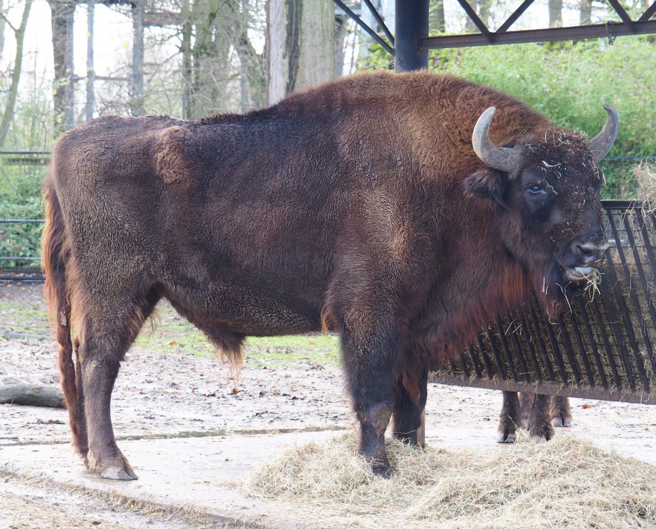 Wisent (Bison bonasus), 2021-12-07