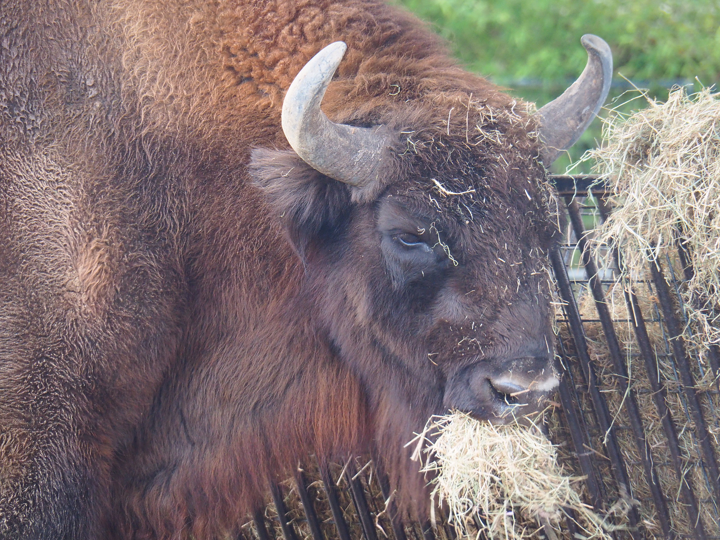 Wisent (Bison bonasus), 2021-12-07