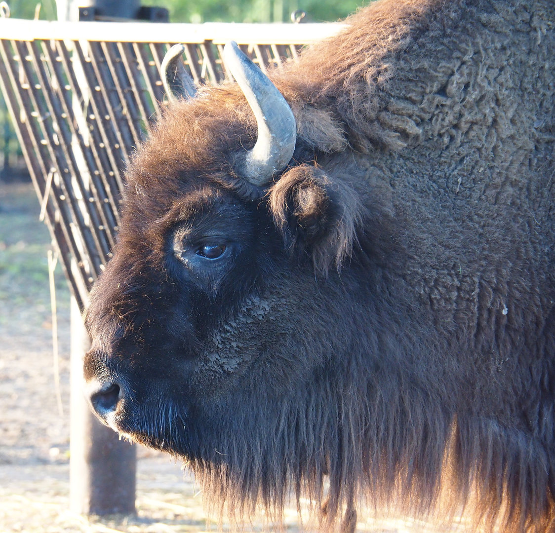 Wisent (Bison bonasus), 2022-01-30