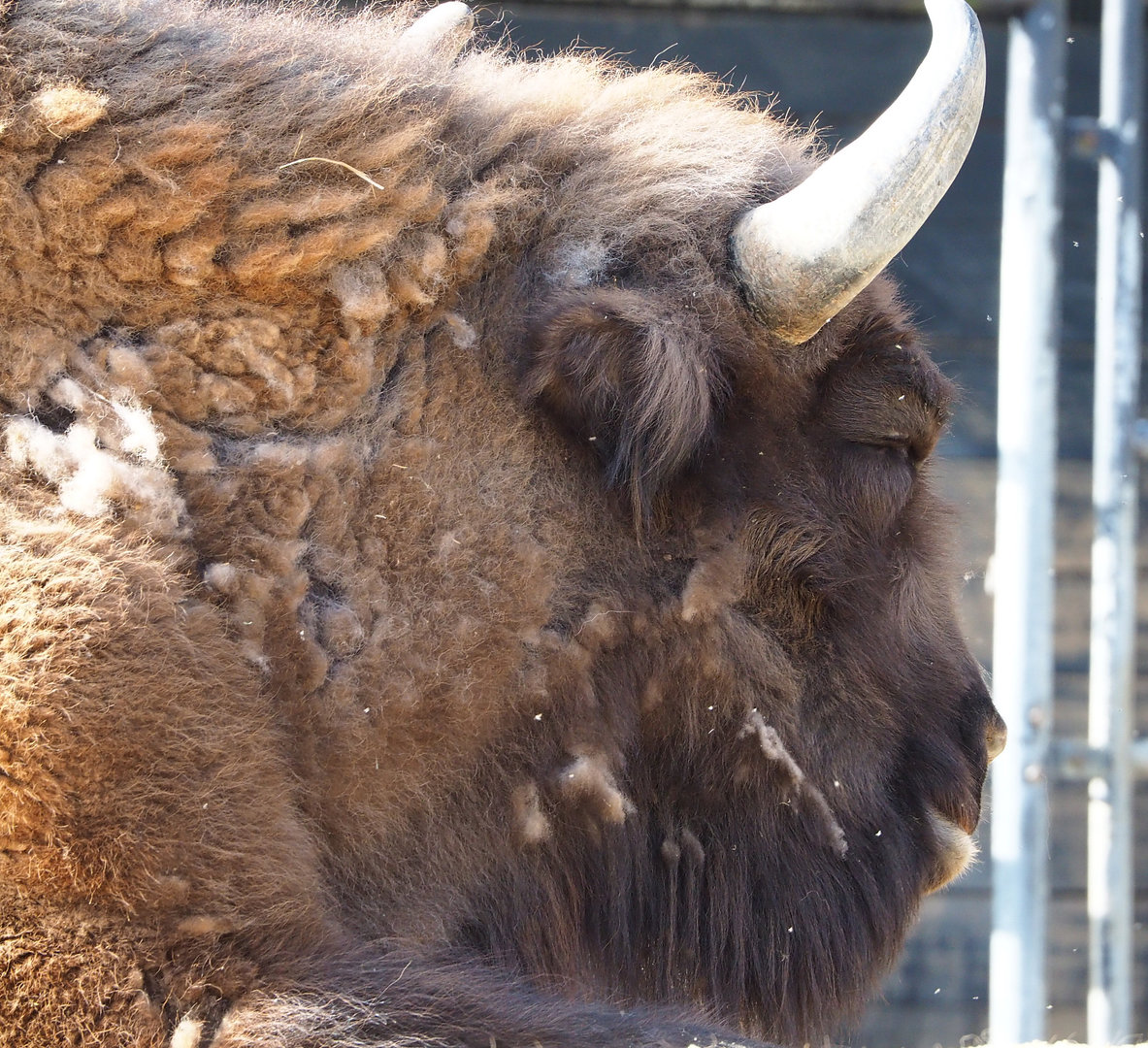Wisent (Bison bonasus), 2022-04-12