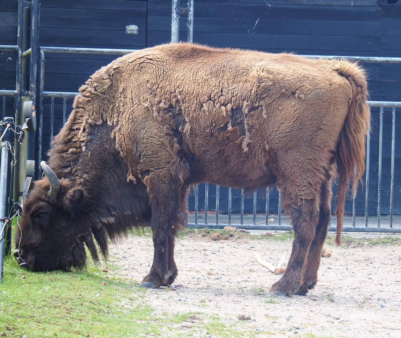 Wisent (Bison bonasus), 2022-05-28