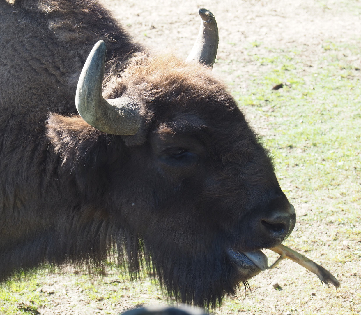 Wisent (Bison bonasus), 2022-06-15