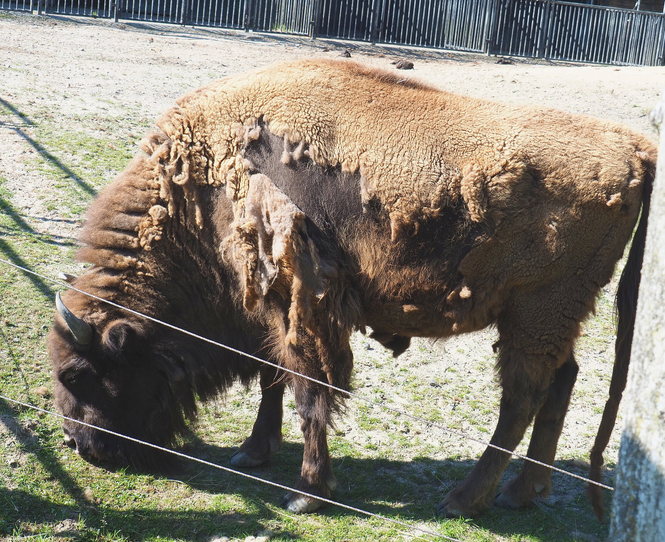 Wisent (Bison bonasus), 2022-06-15