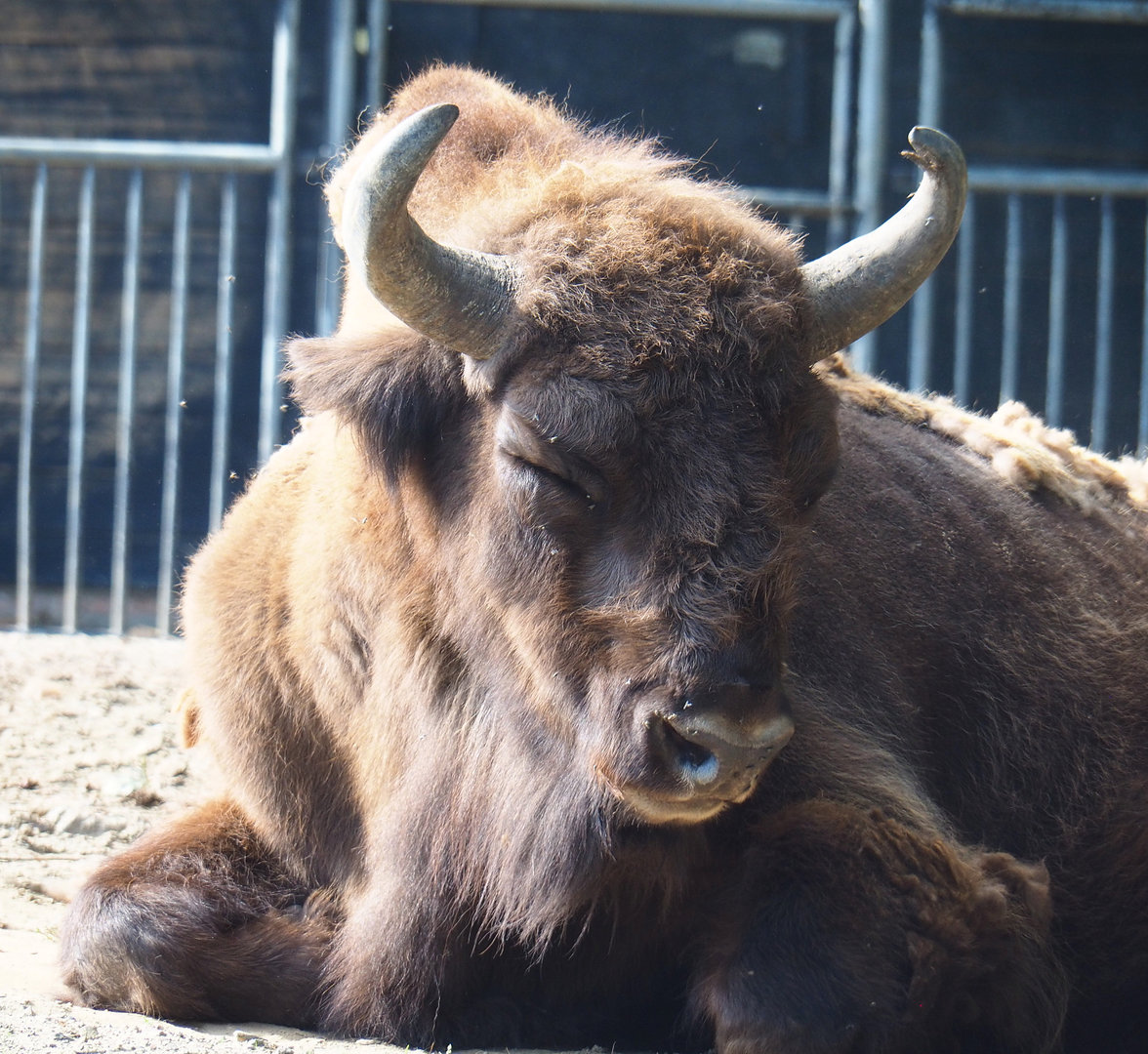 Wisent (Bison bonasus), 2022-07-03