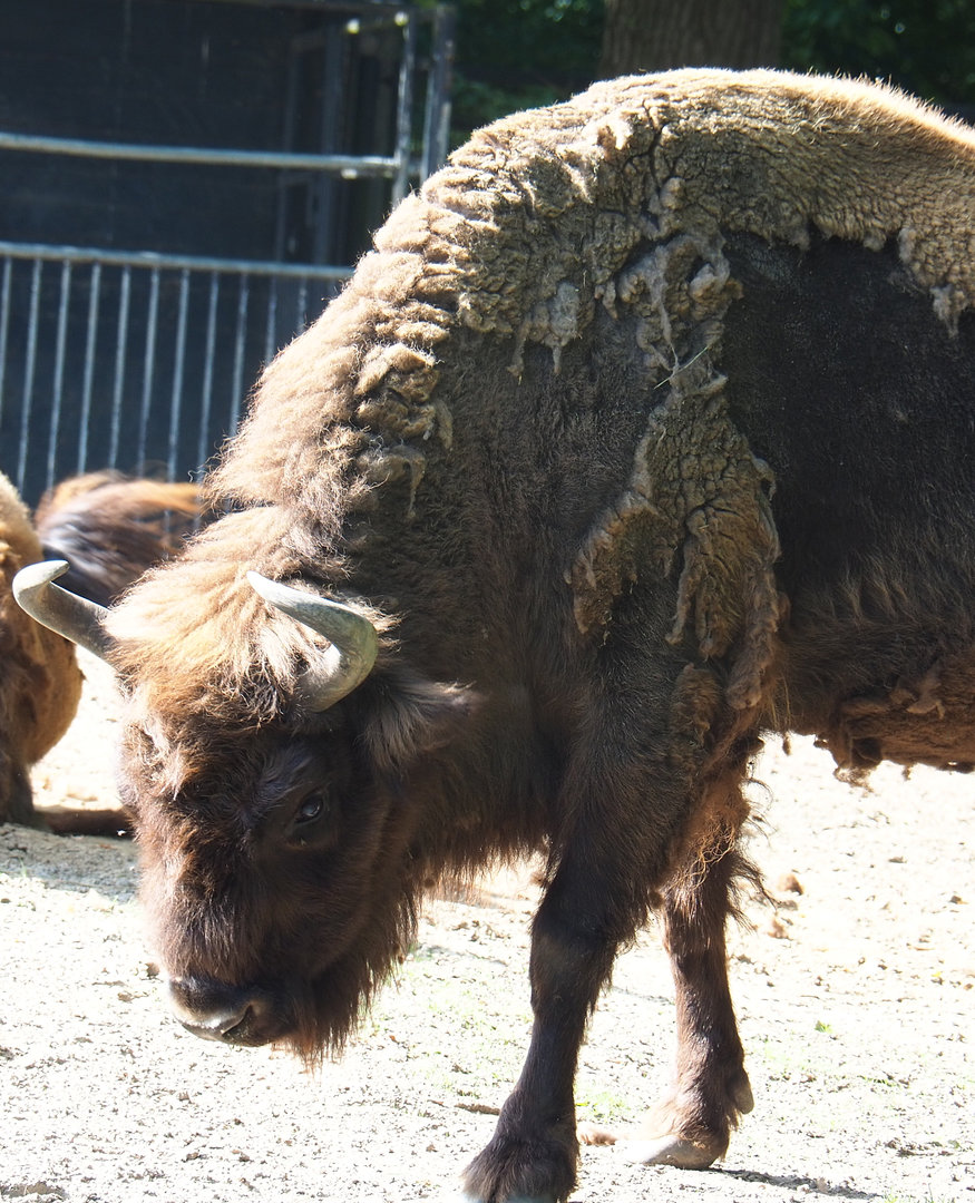Wisent (Bison bonasus), 2022-07-03