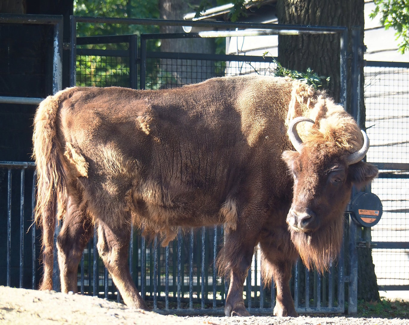 Wisent (Bison bonasus), 2022-09-12