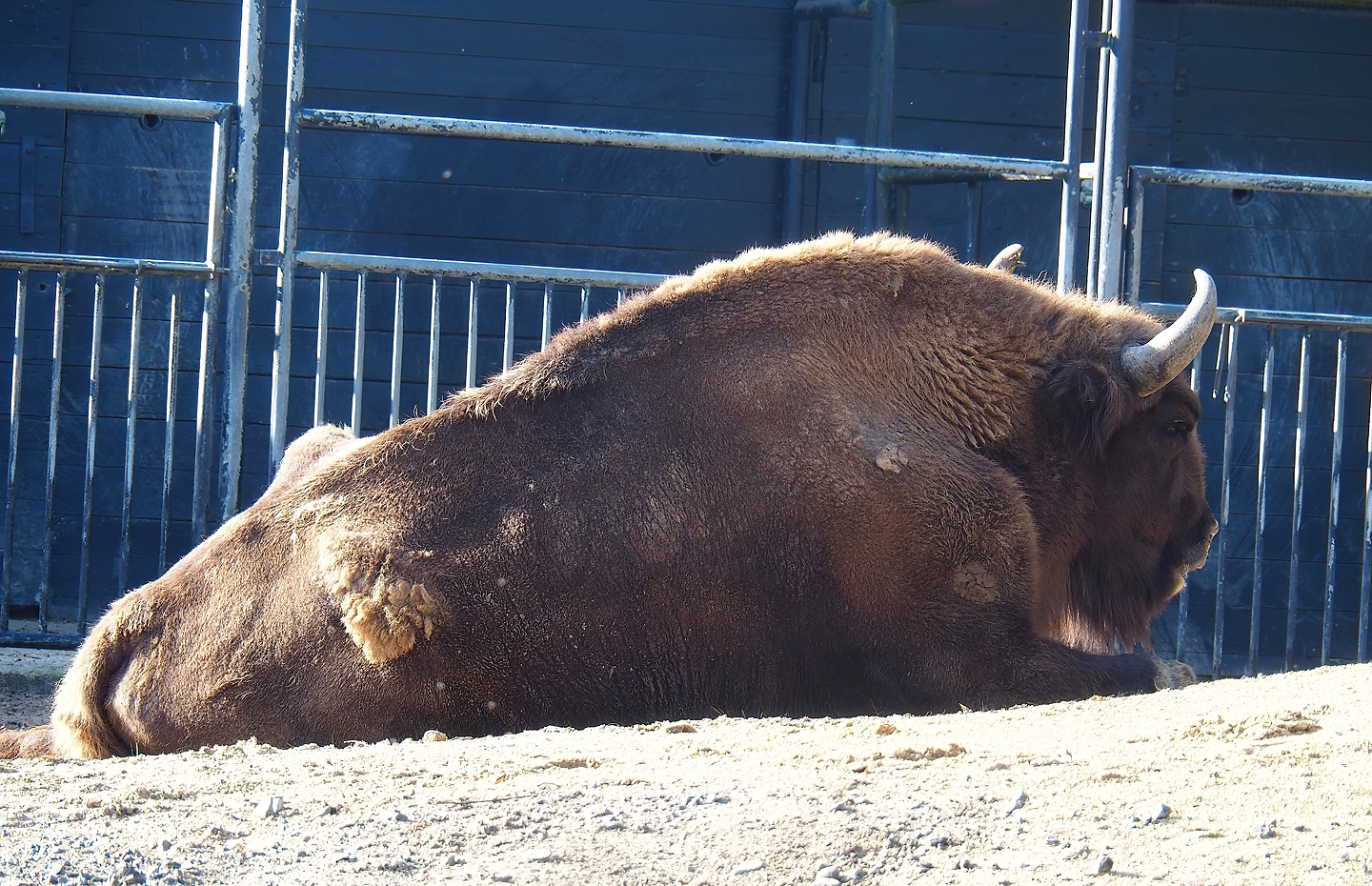 Wisent (Bison bonasus), 2022-09-12