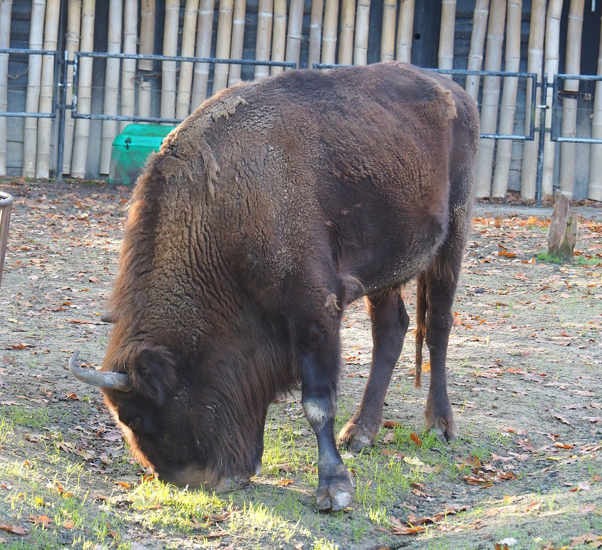 Wisent (Bison bonasus), 2022-10-19