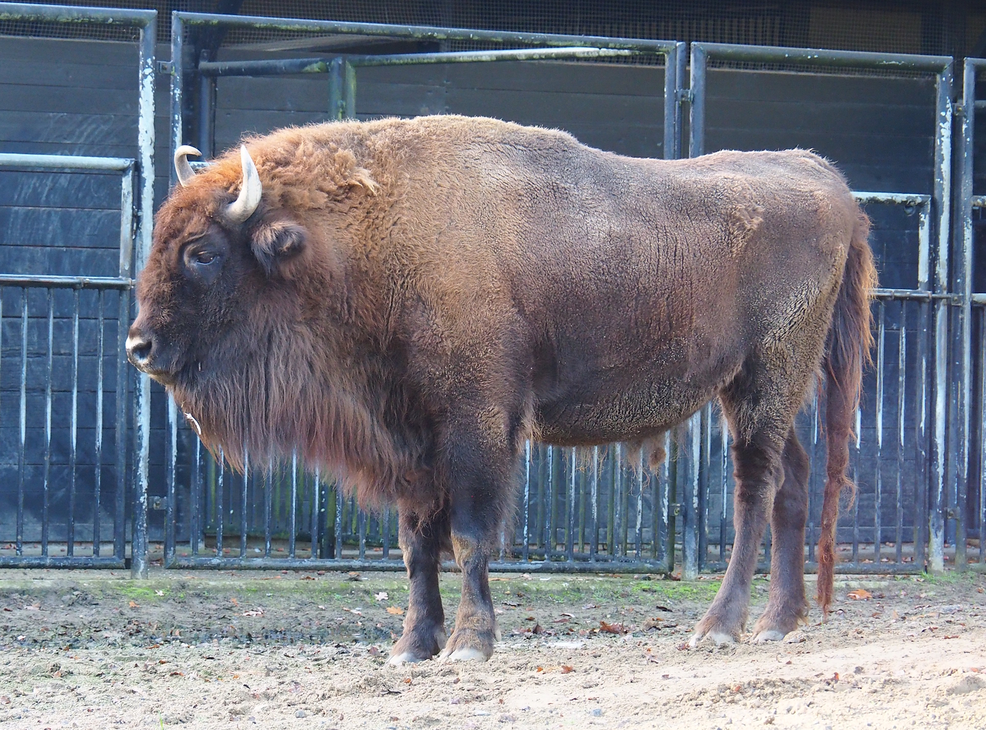 Wisent (Bison bonasus), 2022-10-19