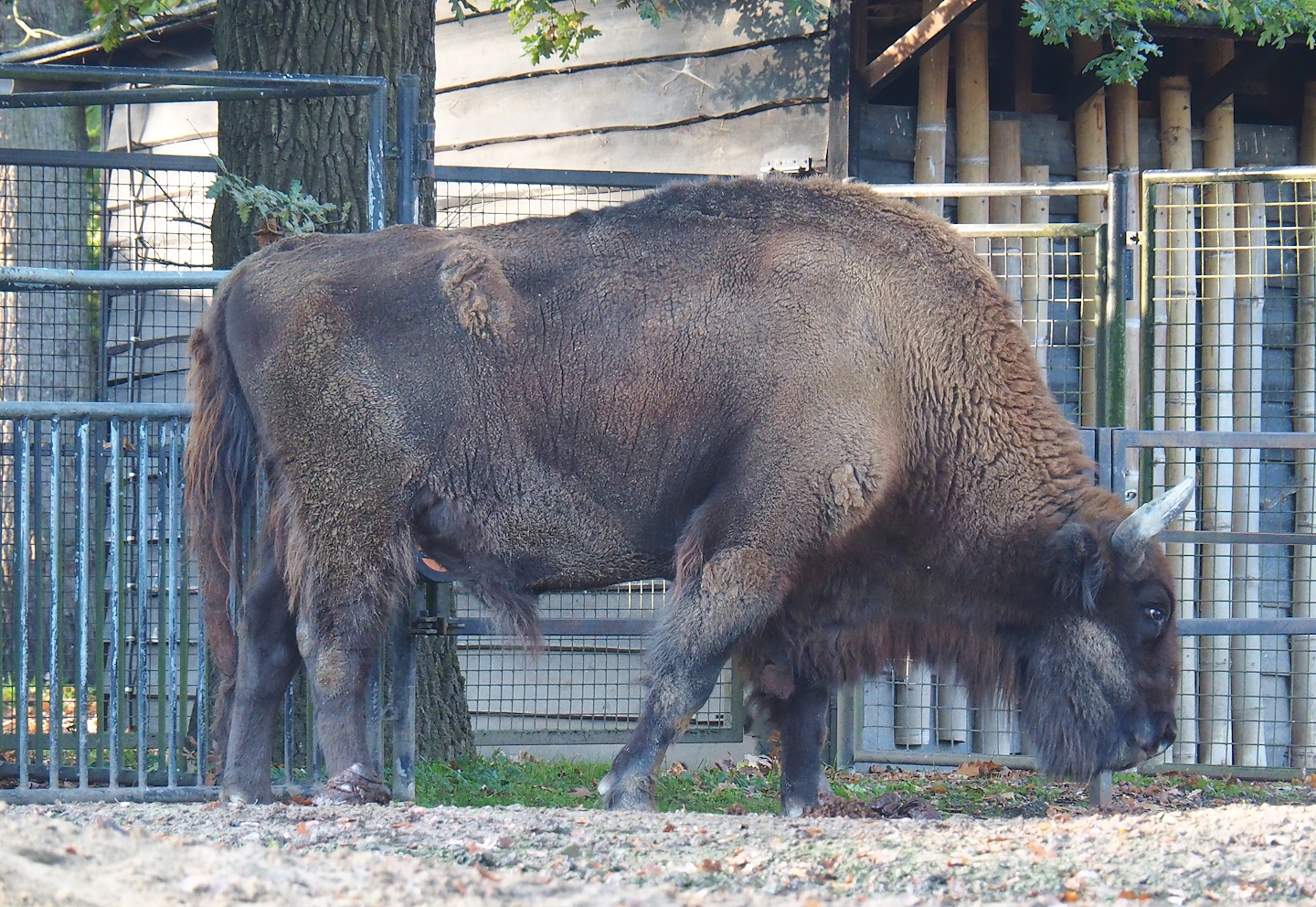 Wisent (Bison bonasus), 2022-10-19