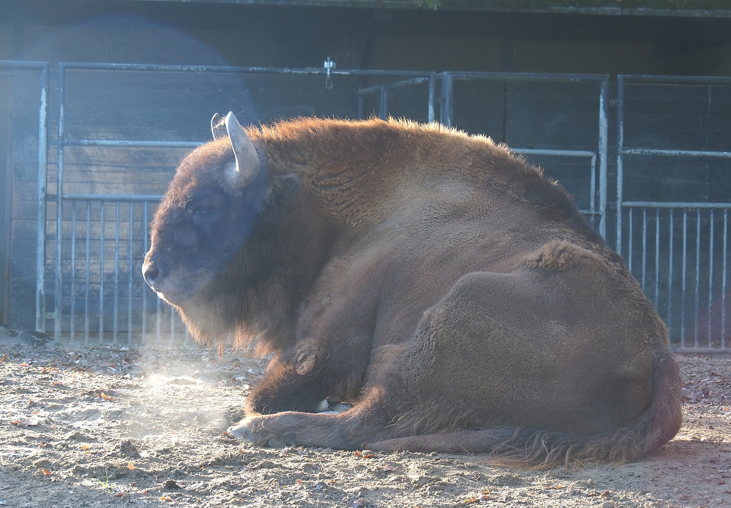 Wisent (Bison bonasus), 2022-11-12