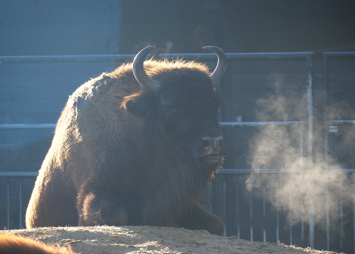 Wisent (Bison bonasus), 2022-11-12