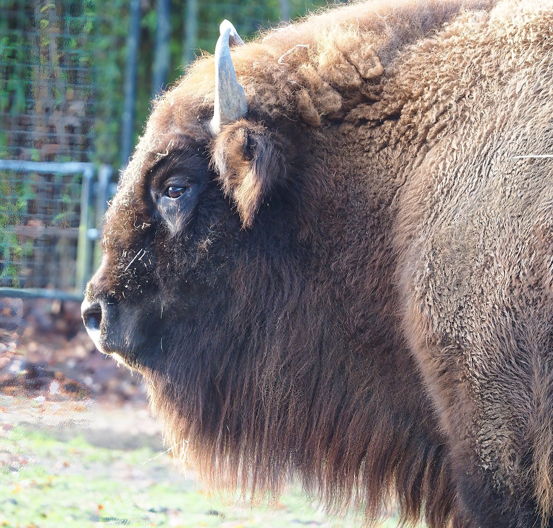 Wisent (Bison bonasus), 2022-12-27
