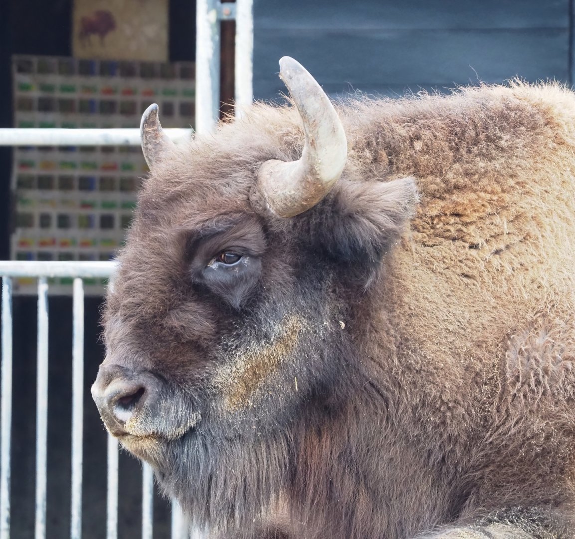 Wisent (Bison bonasus), 2023-02-19