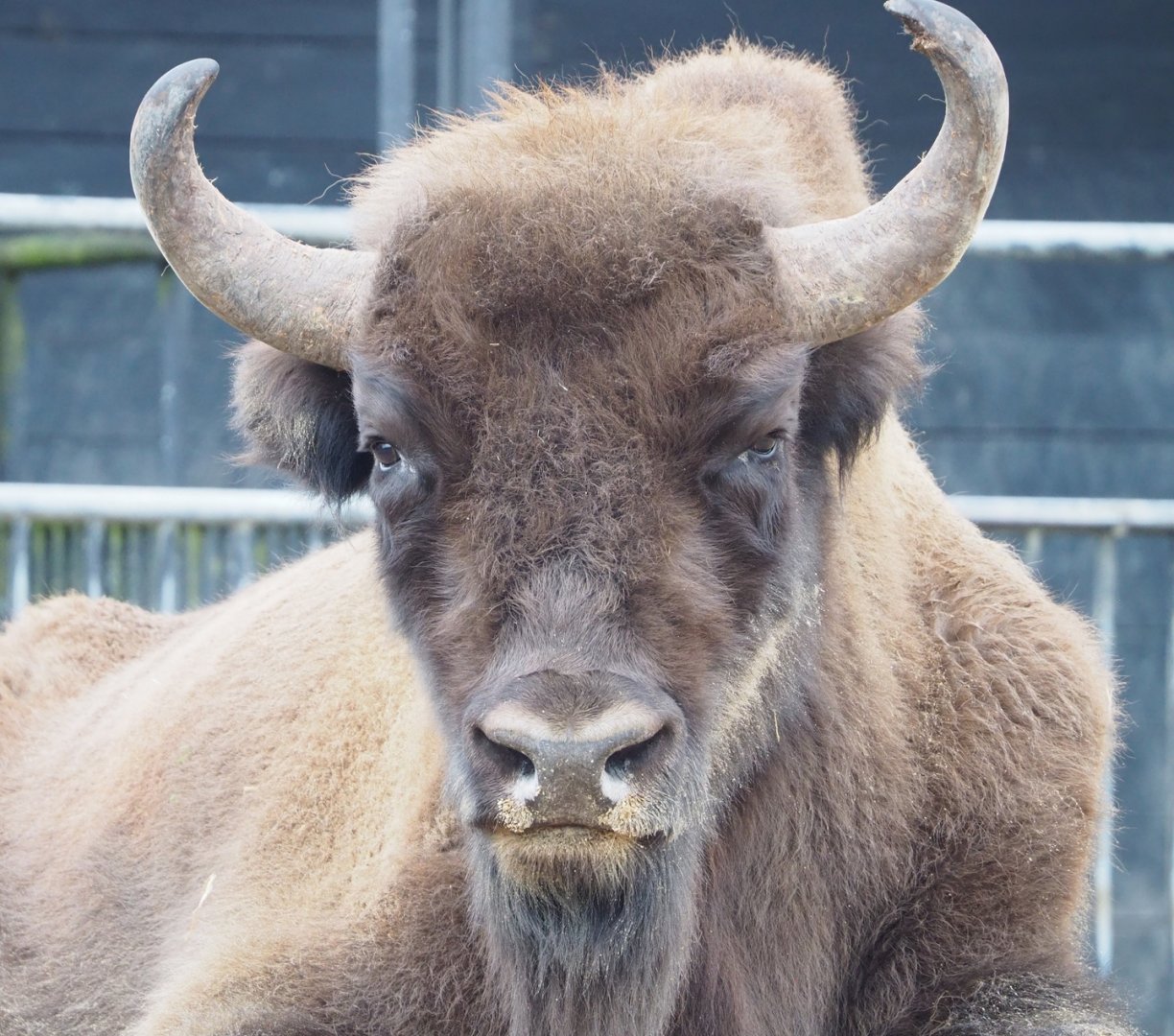 Wisent (Bison bonasus), 2023-02-19