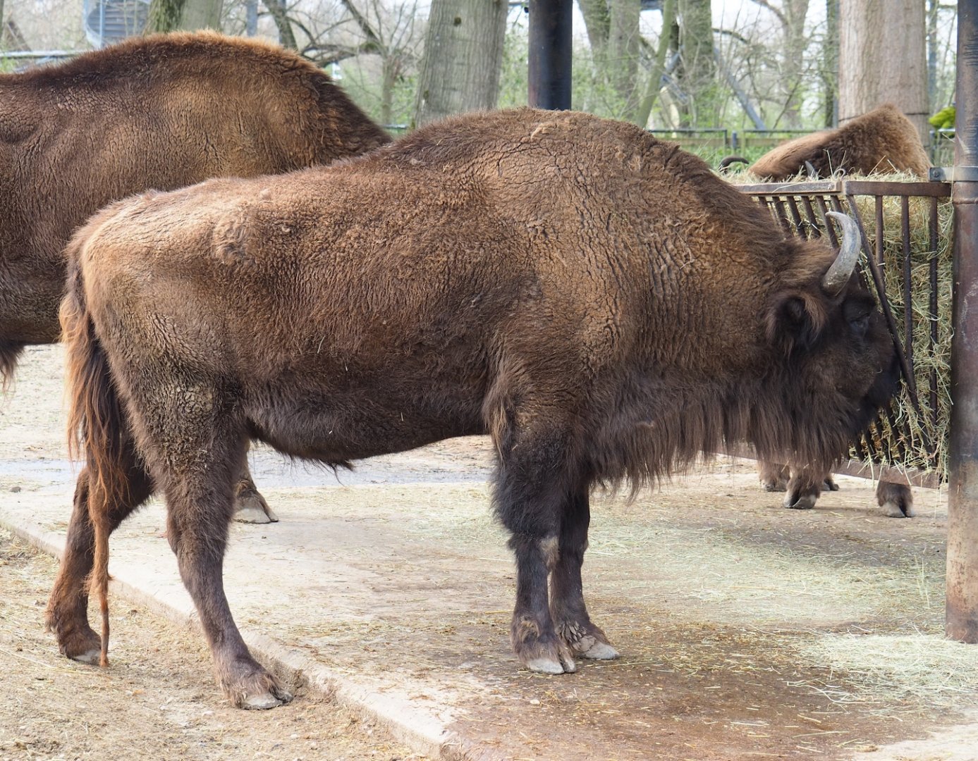 Wisent (Bison bonasus), 2023-03-28
