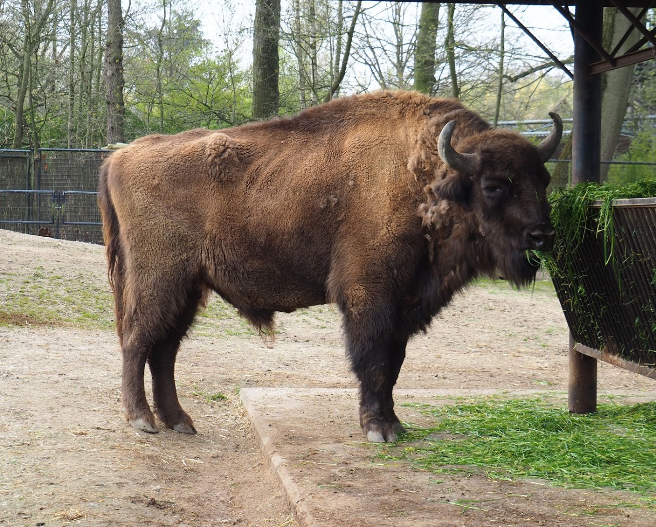 Wisent (Bison bonasus), 2023-04-18