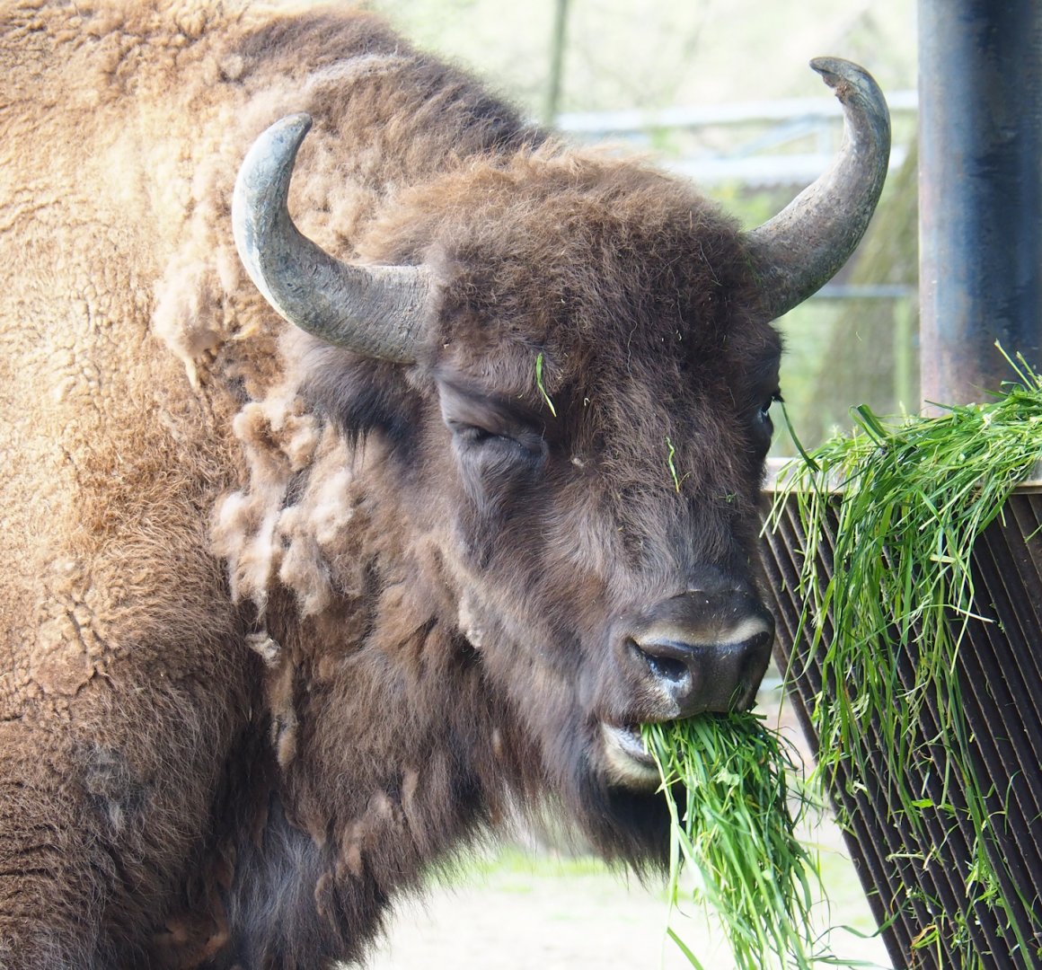 Wisent (Bison bonasus), 2023-04-18