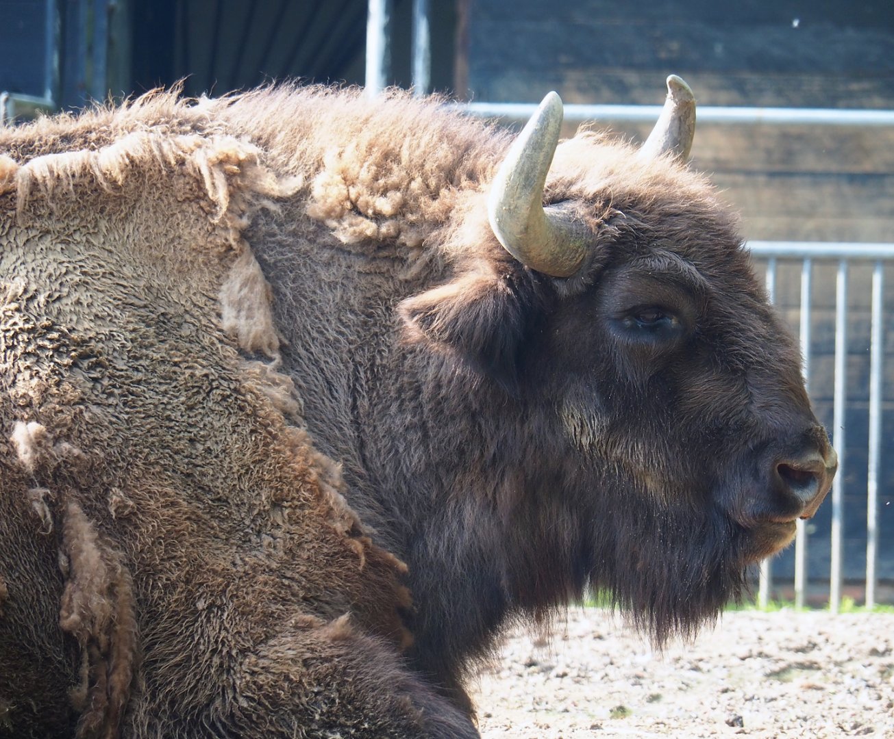 Wisent (Bison bonasus), 2023-05-13