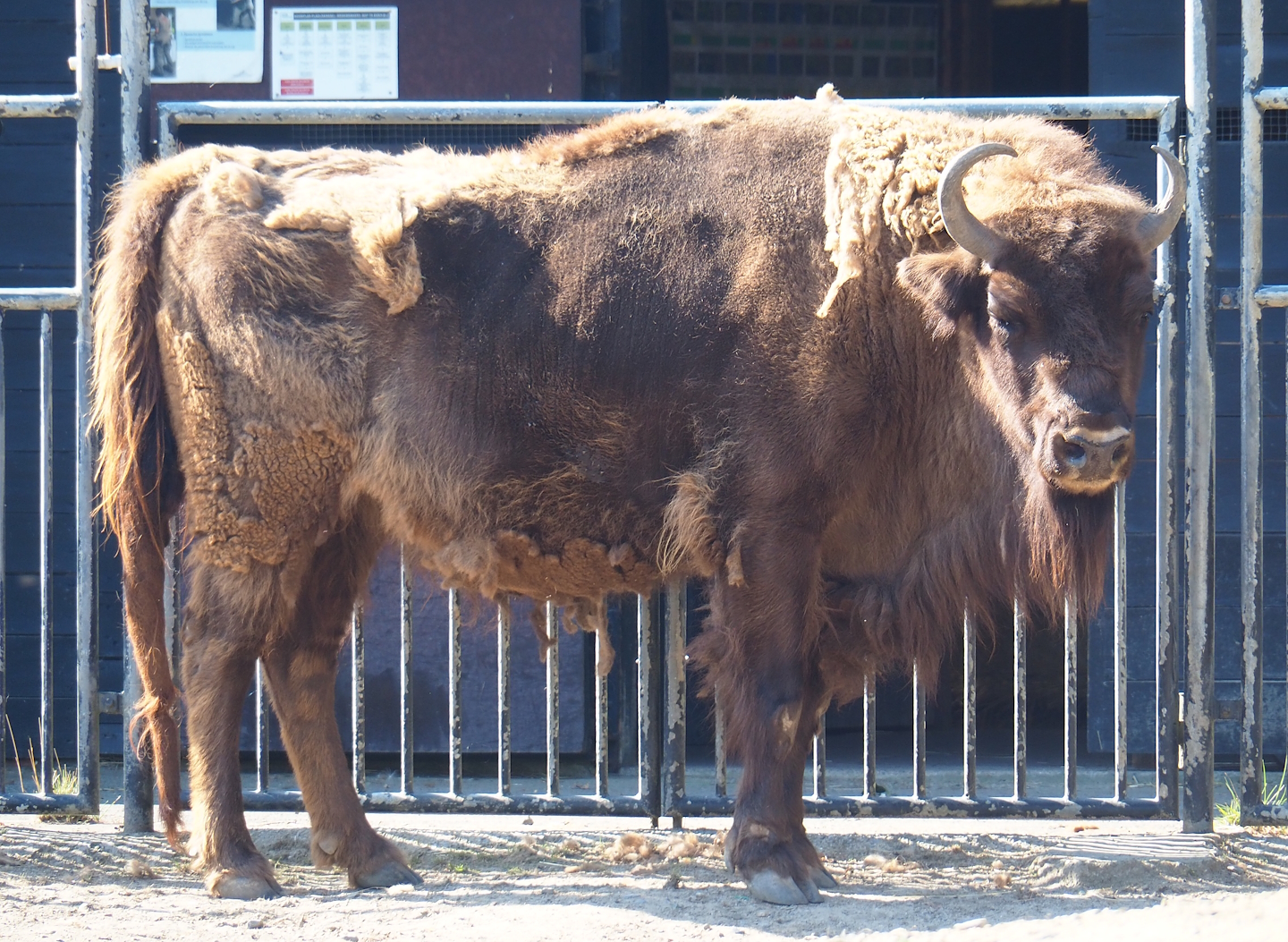 Wisent (Bison bonasus), 2023-07-08