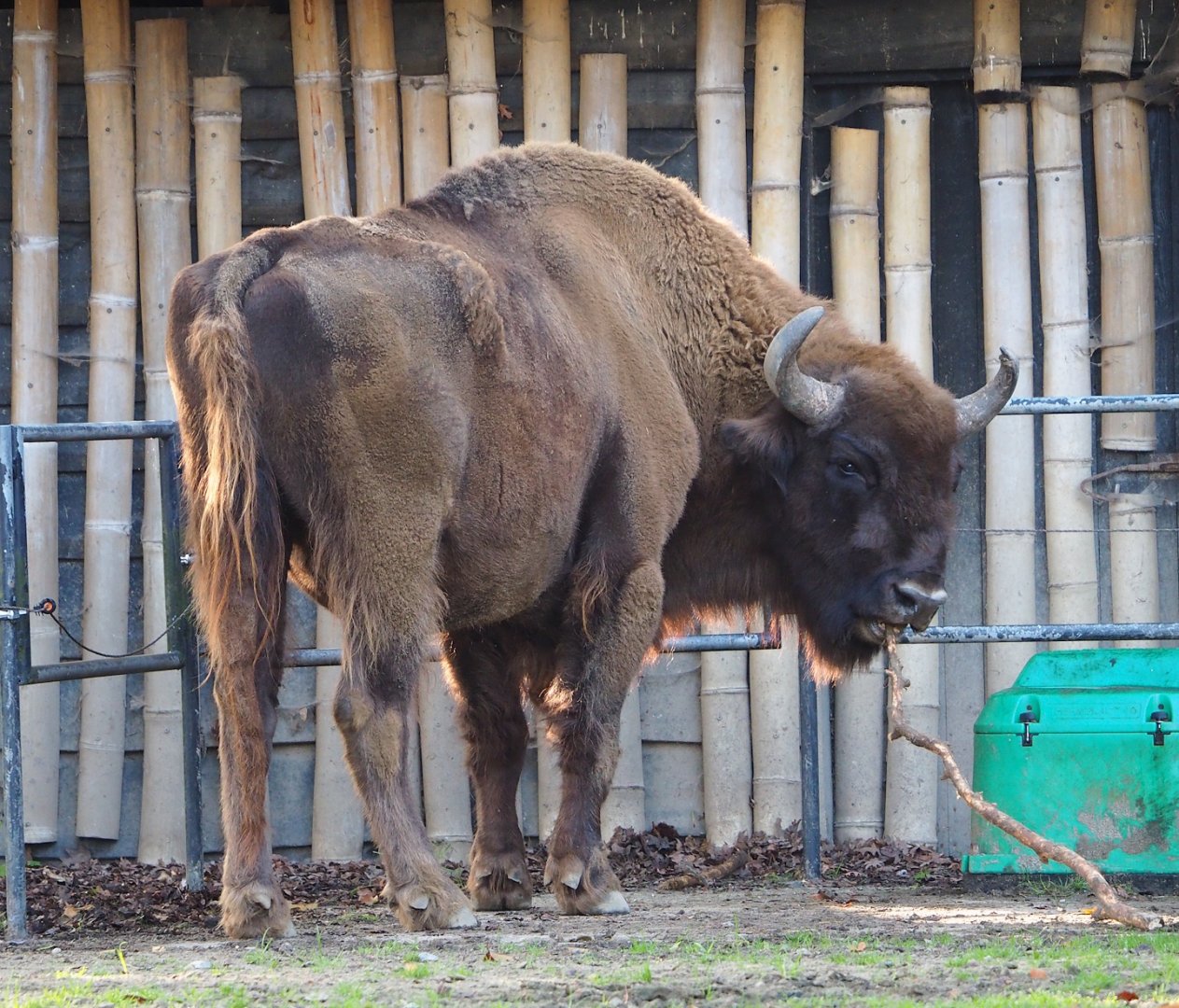 Wisent (Bison bonasus), 2023-10-04