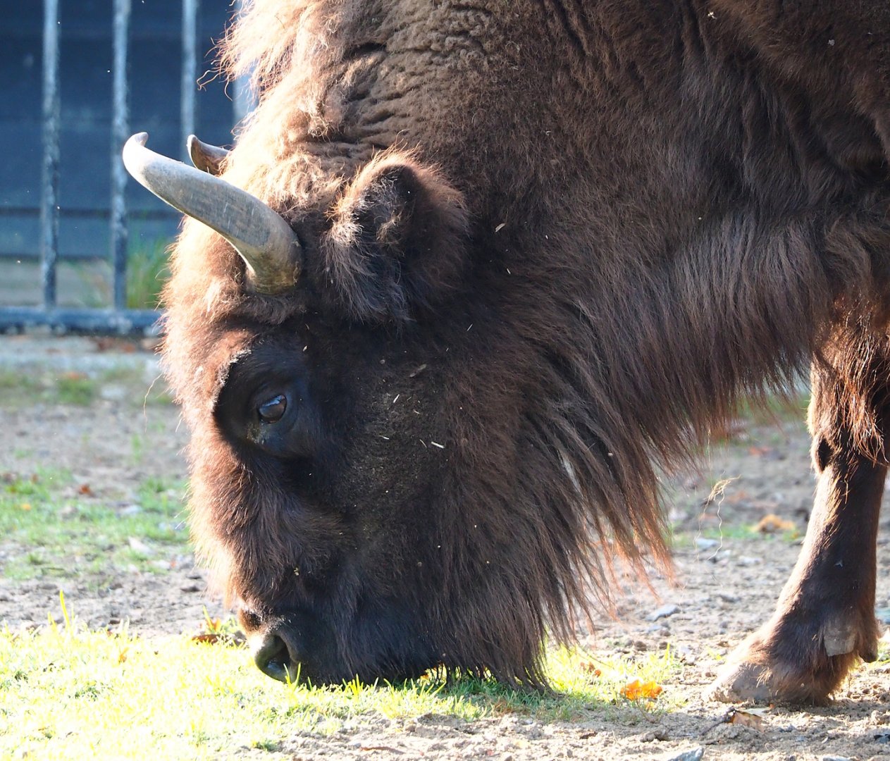 Wisent (Bison bonasus), 2023-10-04