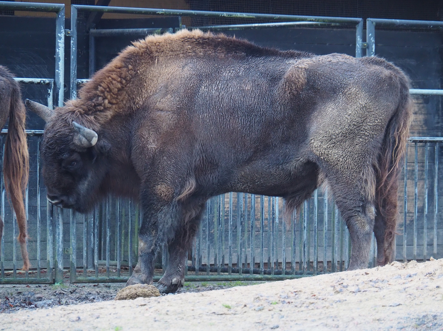 Wisent (Bison bonasus), 2024-01-01
