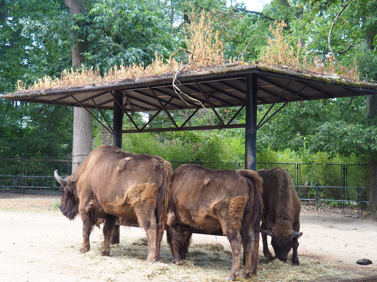 Wisent (Bison bonasus) at feeding rack, 2020-08-15
