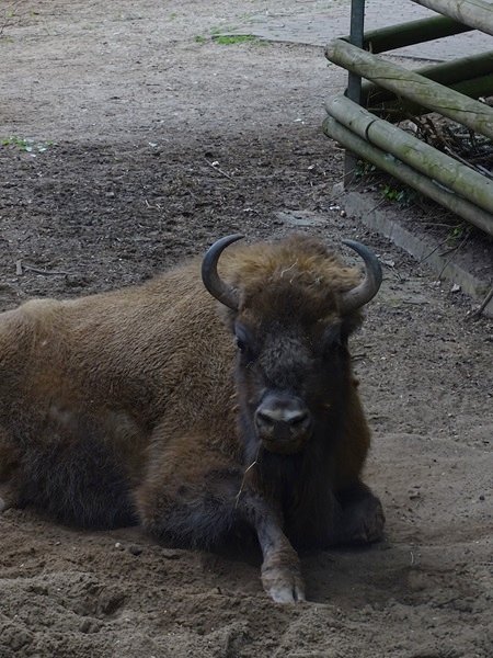 Wisent (Bison bonasus bonasus)