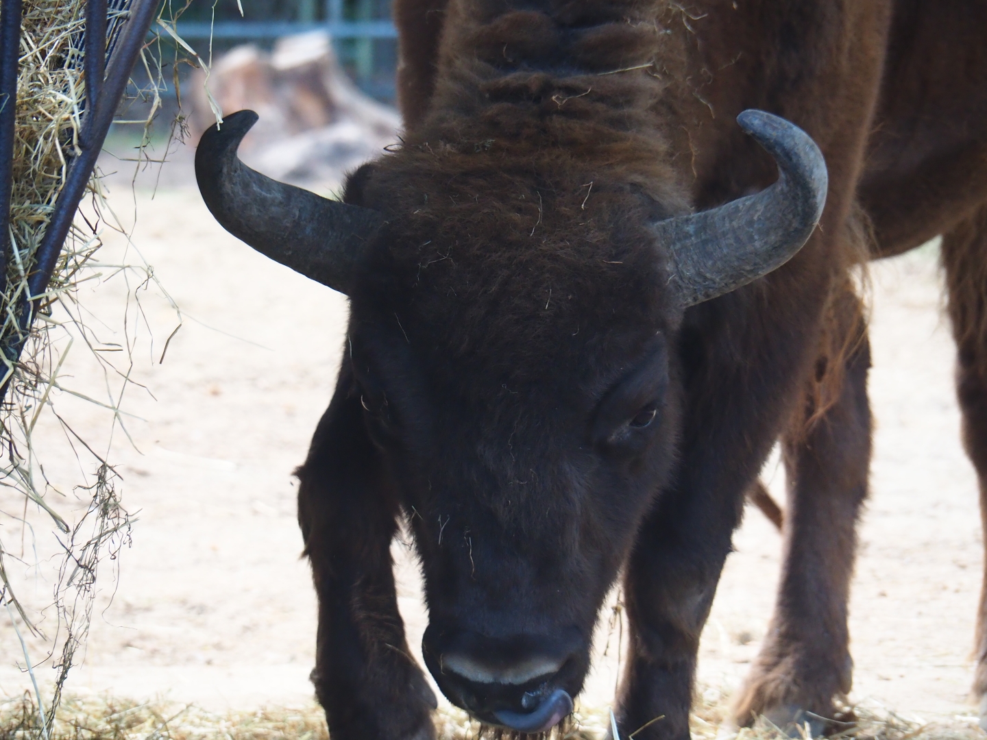 Wisent (Bison bonasus) bull