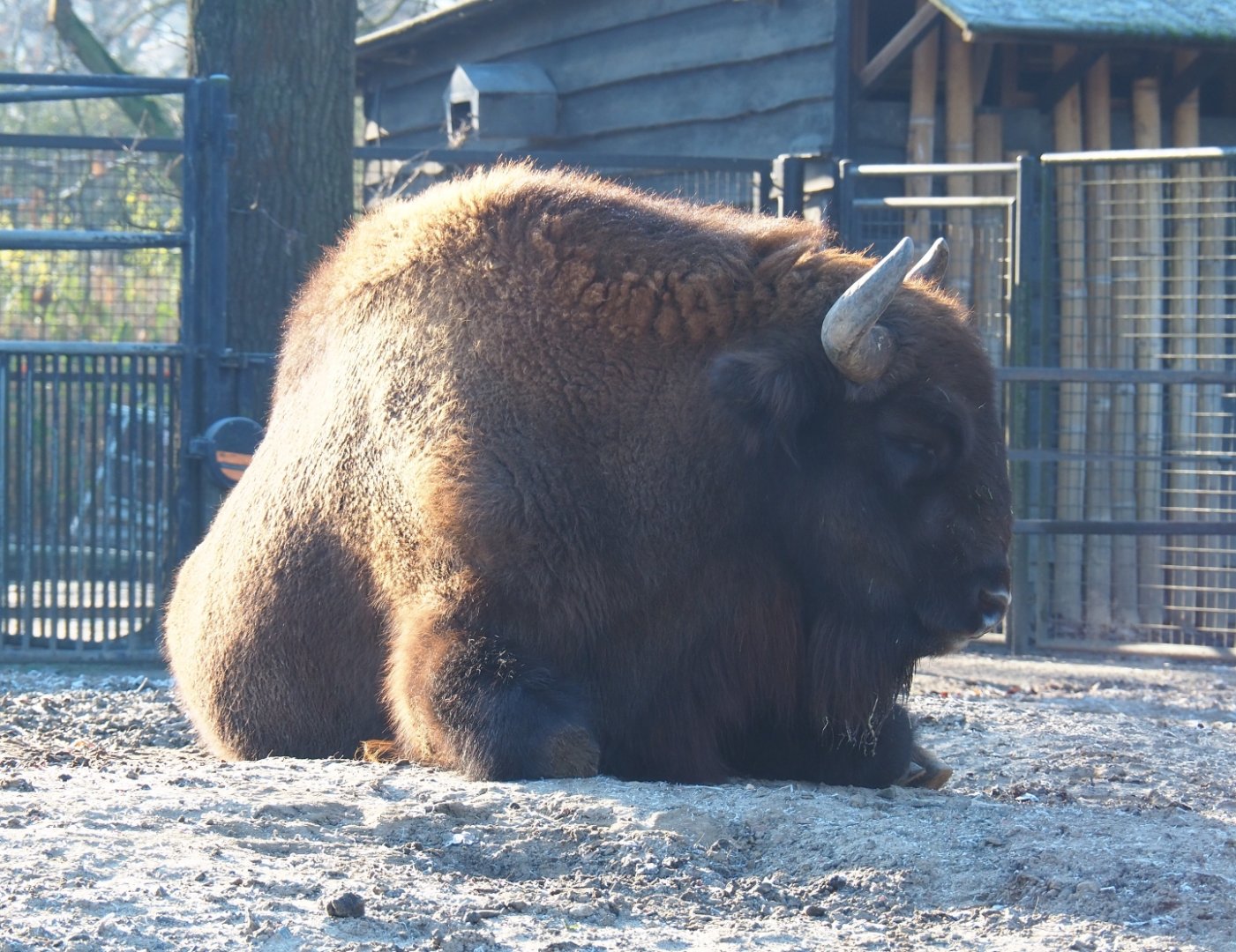 Wisent (Bison bonasus), Jan 20th, 2019