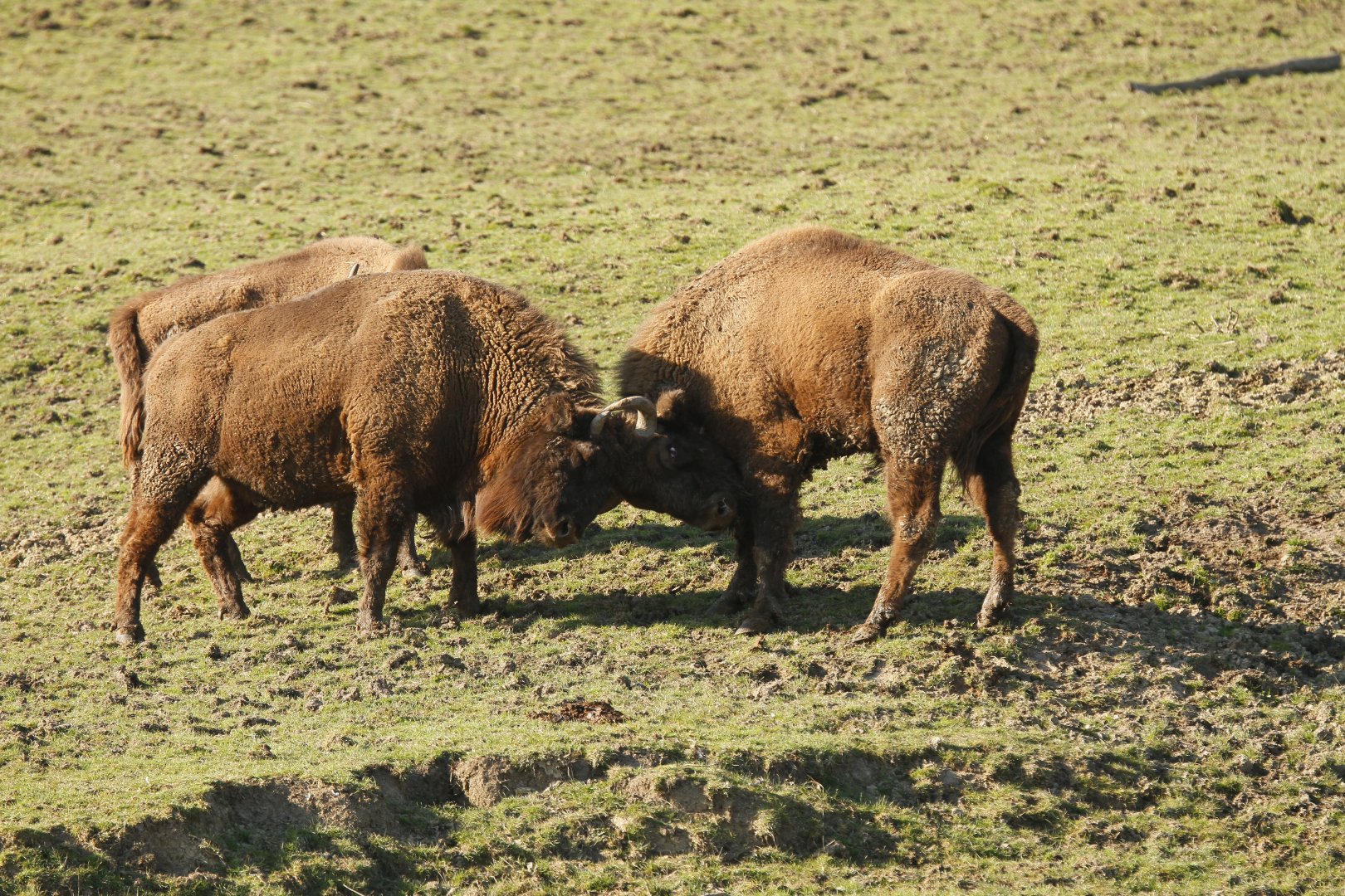 Wisent (Bison bonasus) play fighting