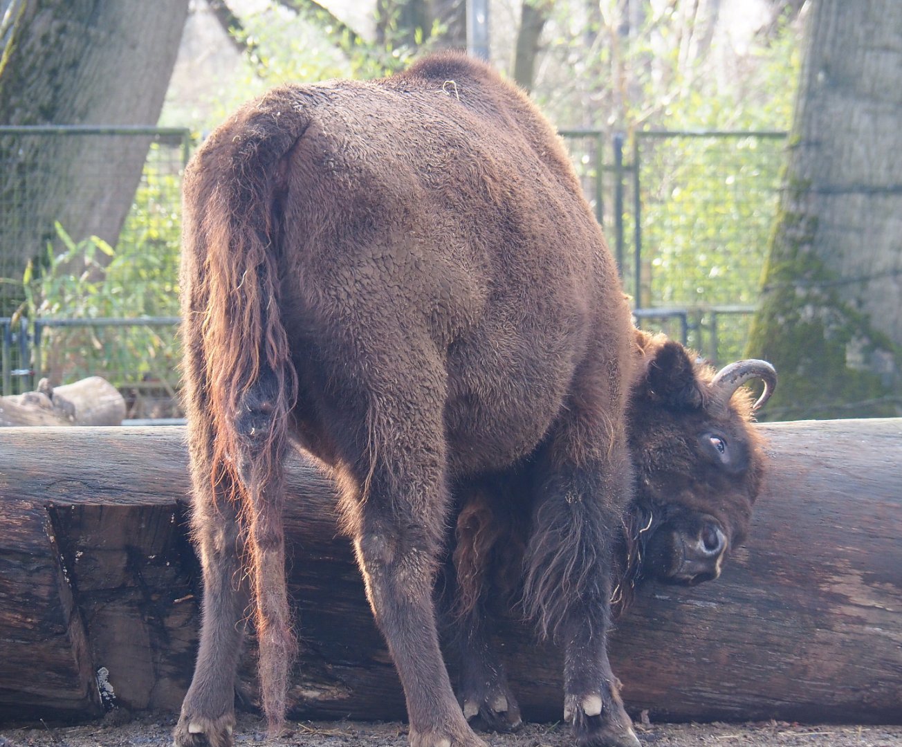 Wisent (Bison bonasus) rubbing on log, 2020-01-11