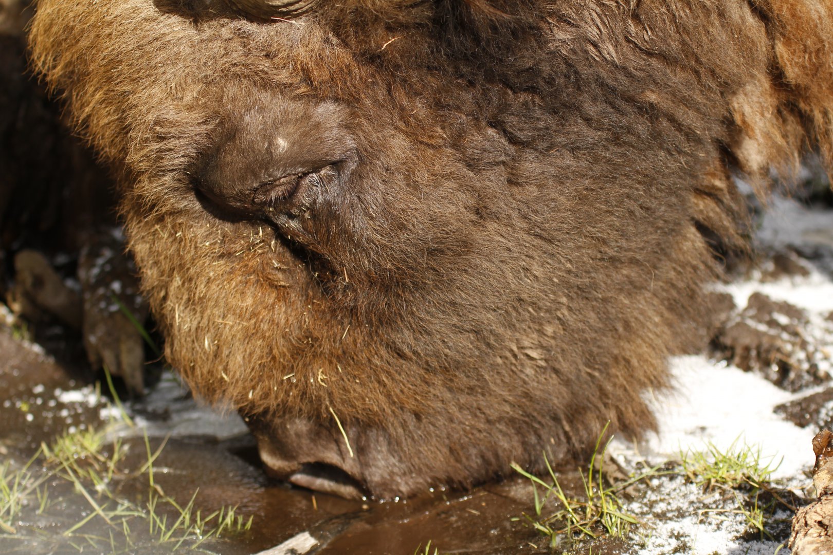 Wisent (Bison bonasus)