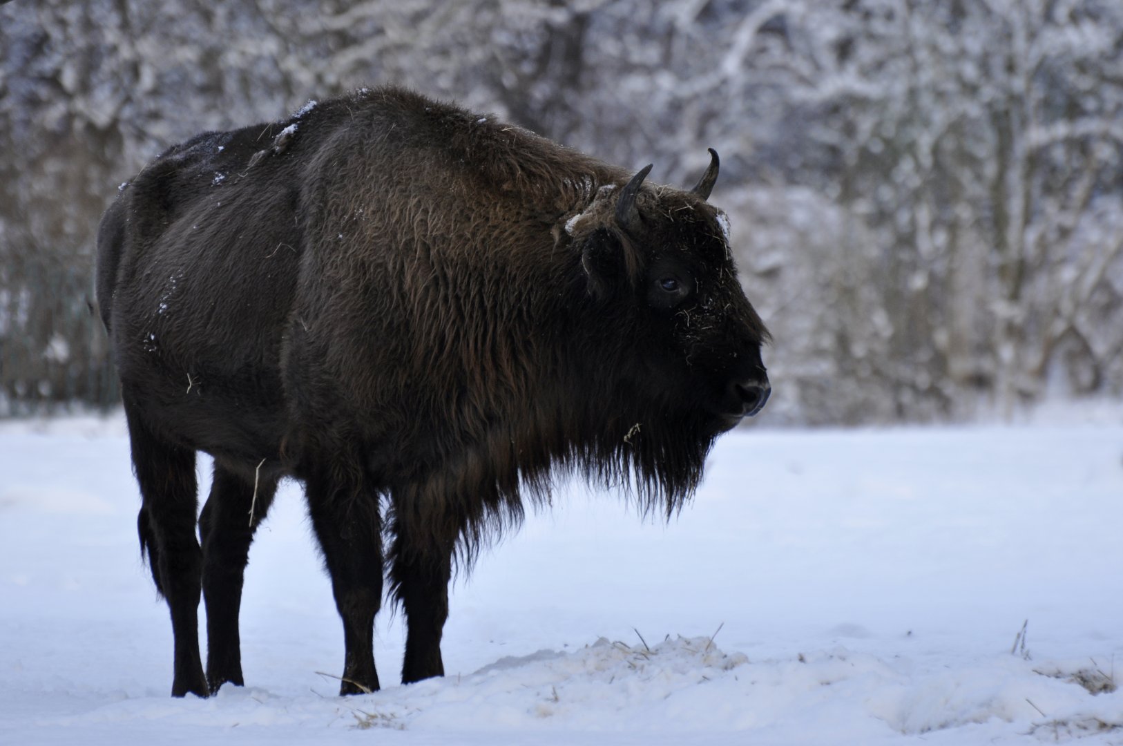 Wisent (Bison bonasus)