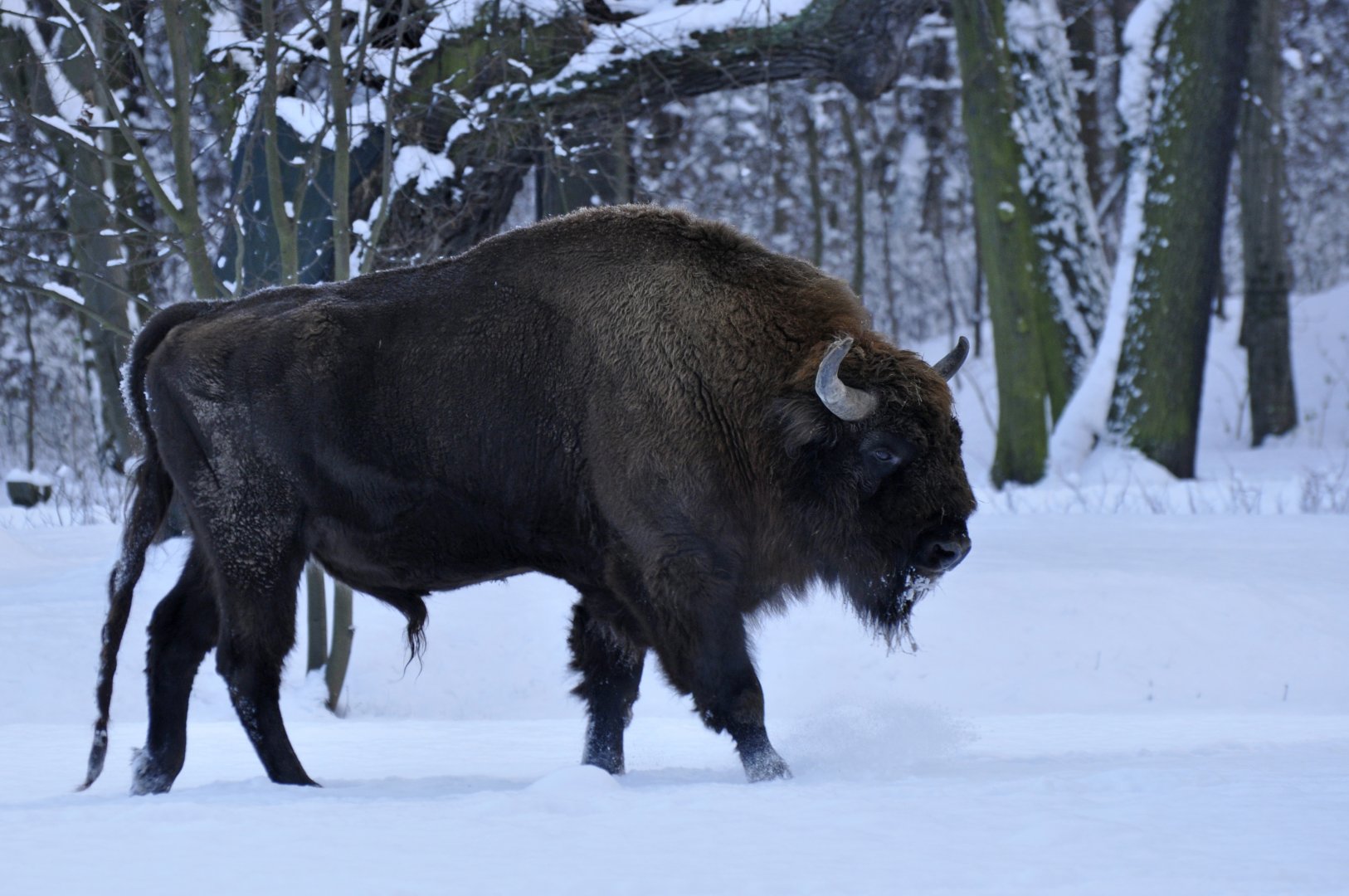 Wisent (Bison bonasus)